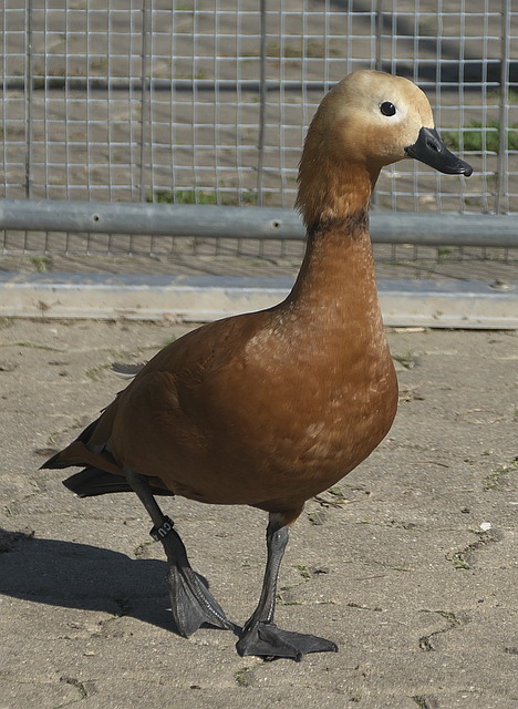 將曼聯
